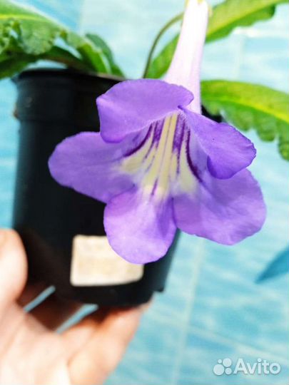 Стрептокарпус сортовой