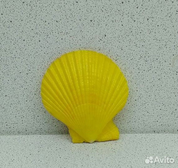 Гребешок жёлтый 5*4,6 морская ракушка раковина