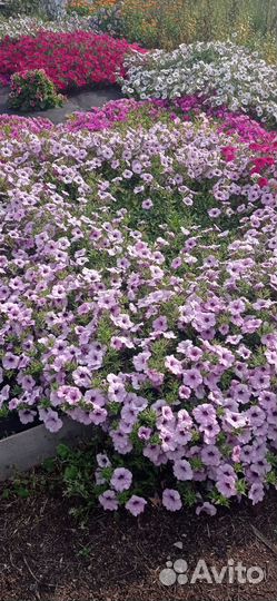 Петуния Тайдал Сильвер, черенки