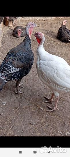 Индюки живым весом и на мясо