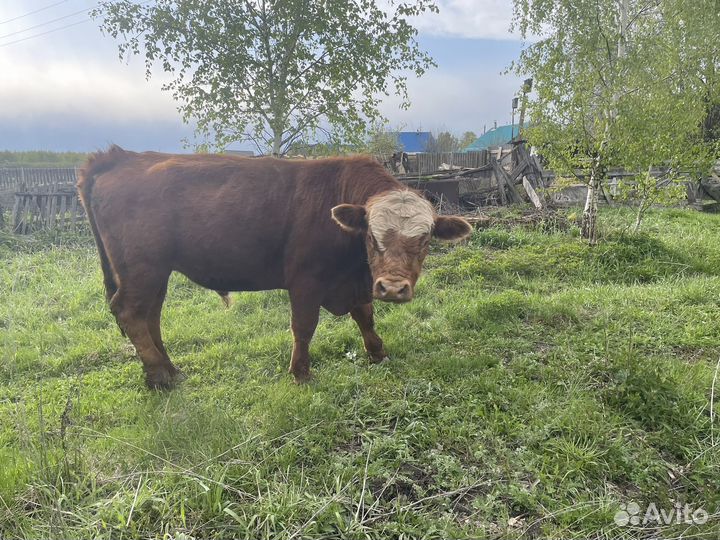 Бык герефорд на племя