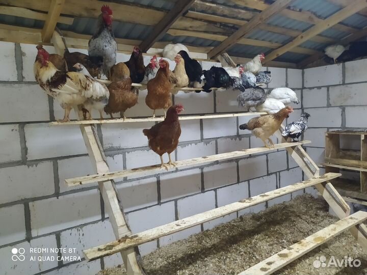 Инкубационное яйцо, цыплята