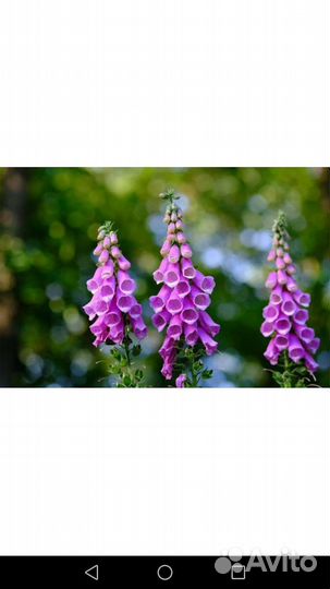 Цветы многолетние