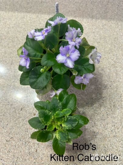 Фиалка мини