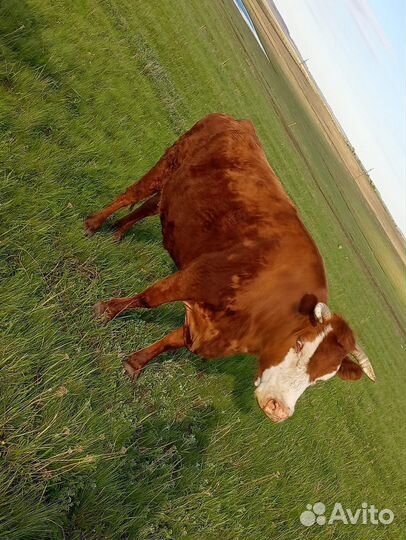 Корова стельная, 6 отел. Тёлка годовалая