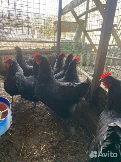 Продажа инкубационных яиц