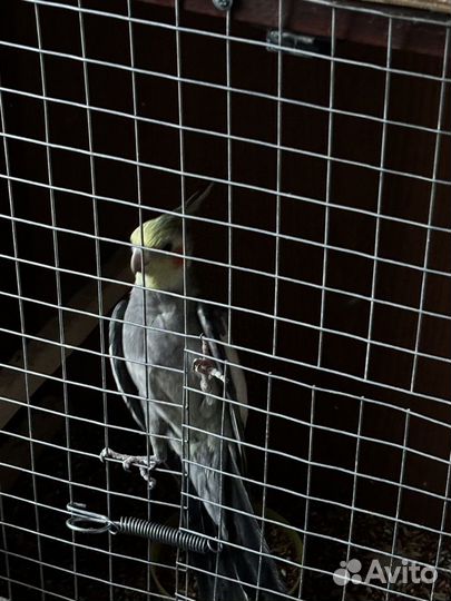Попугай карелла самец