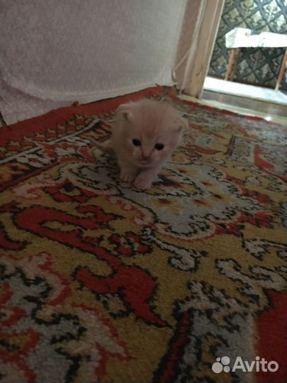 Домашние животные кошки
