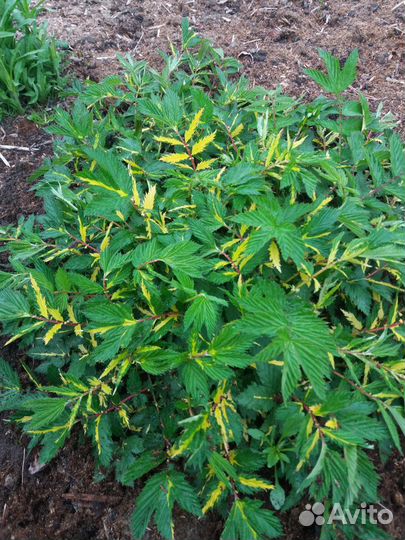 Многолетние садовые цветы