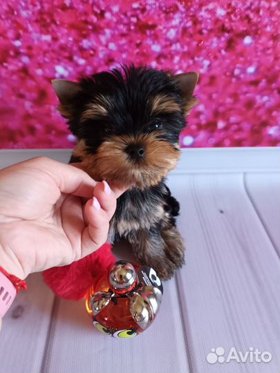 Йоркширский терьер щенки