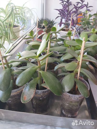 Красула толстянка