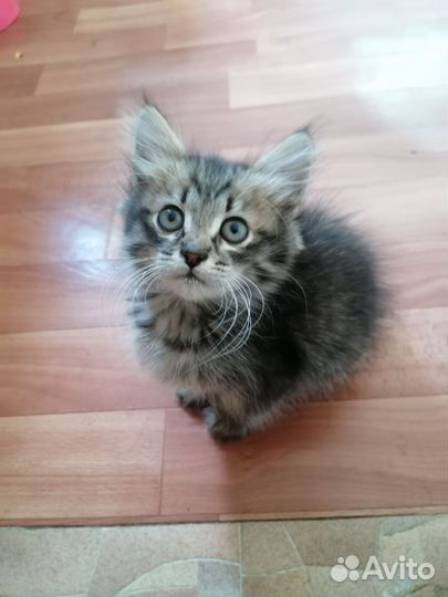 Котенок мальчик