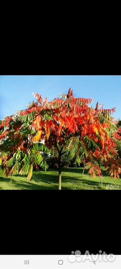 Сумах оленерогий