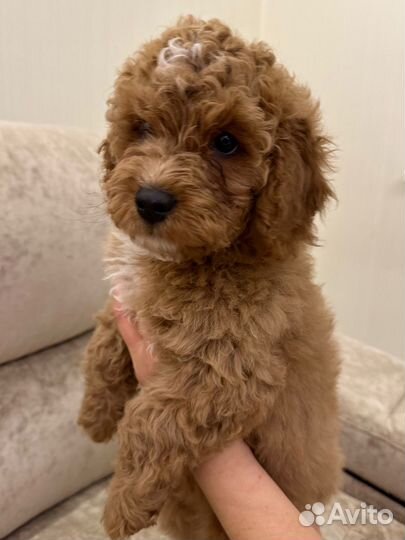 Щенки кавапу