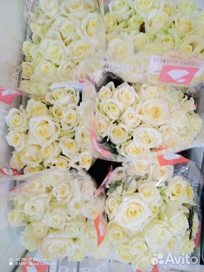 Роза российская 40см пачка (20 шт)