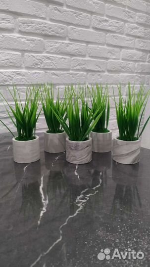 Осока в гипсовом кашпо