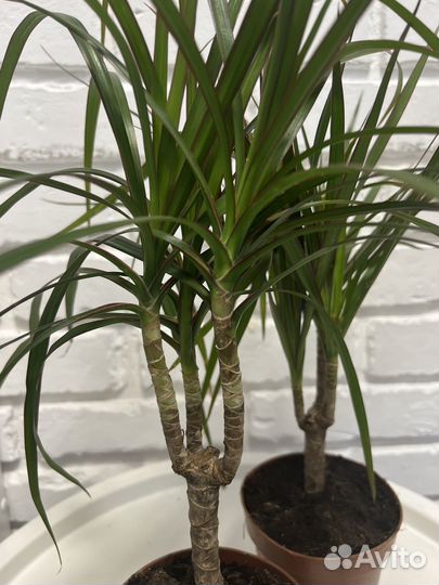 Пальма драцена