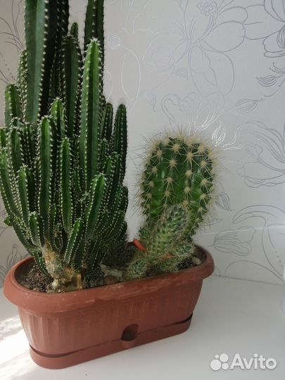 Большой кактус