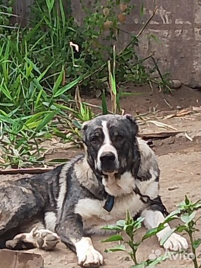 Кавказская овчарка