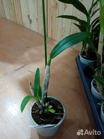 Фаленопсис, дендробиум са-нук, камбрия