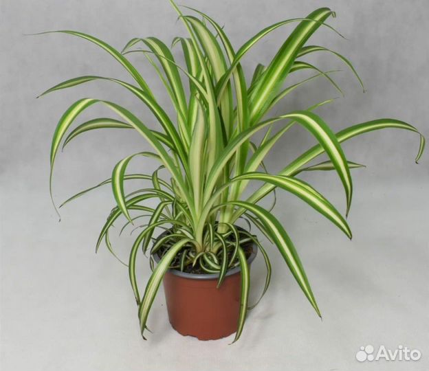 Хлорофитум хохлатый