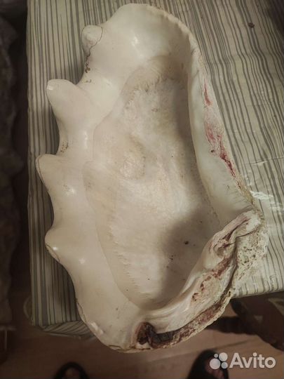 Морские ракушки раковины