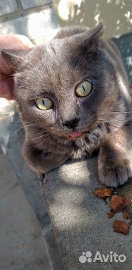 Молодой ласковый котя Сеня-Арсений/прибился к дому