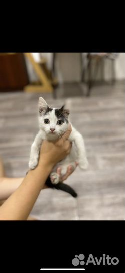Кошечка в добрые руки