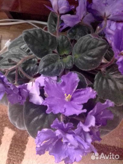 Сортовые фиалки