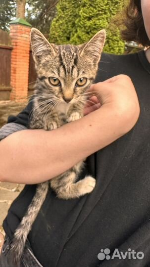 Нашли котенка