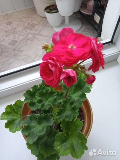 Пеларгония