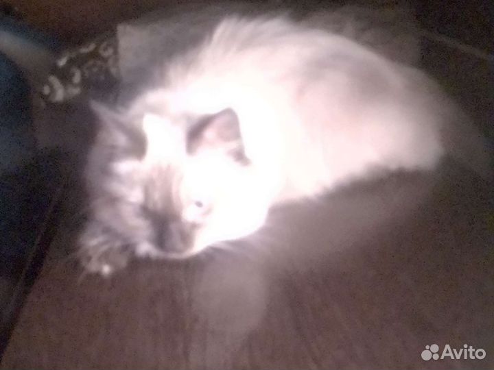 Кошечки/невские