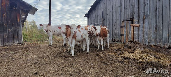 Телята бычки, телки(симментал)