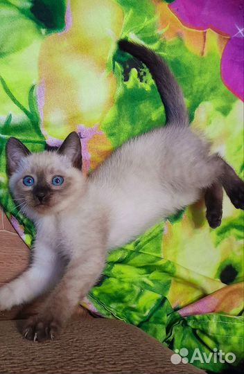 Чистакровные тайские котята