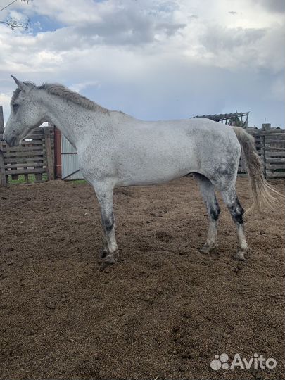 Жеребец и кобыла