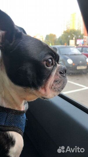 Бостон терьер кабель ищет девочку