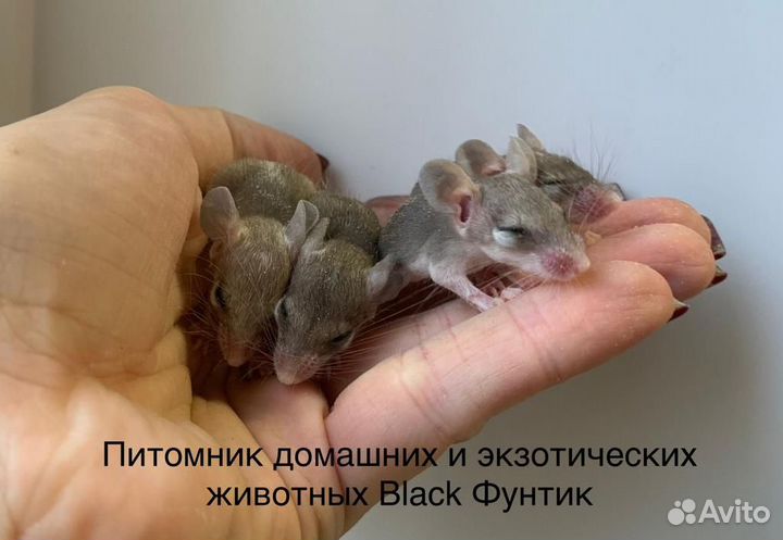 Иглистые мыши