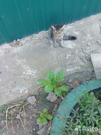 Кошка в дар