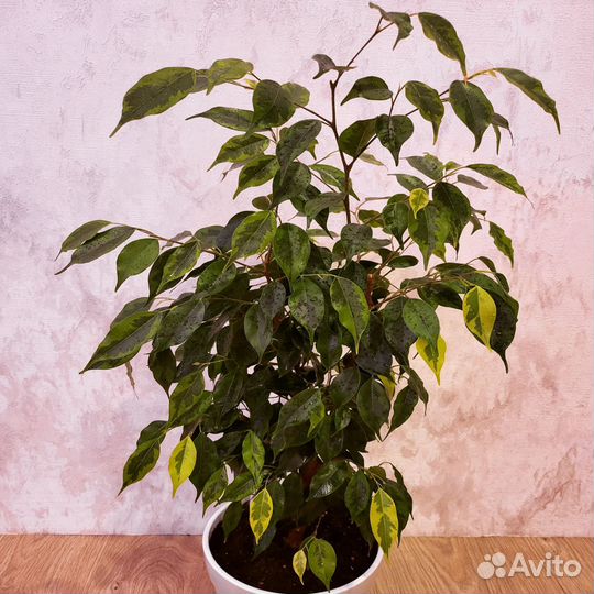 Фикусы бенджамина разные сорта