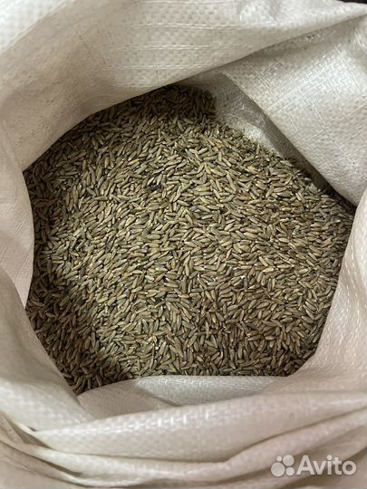 Рожь озимая,сидерат