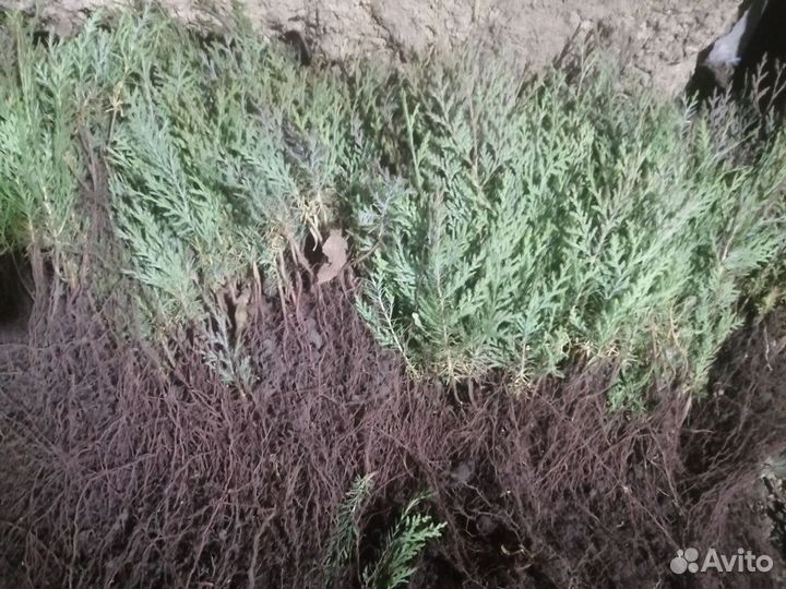 Материал посадочный