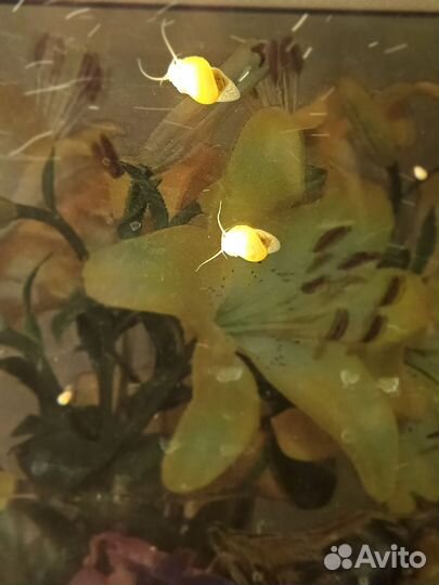 Улитки аквариумные ампулярии