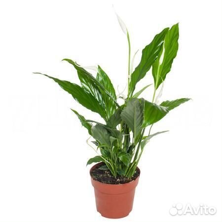 Горшечные растения