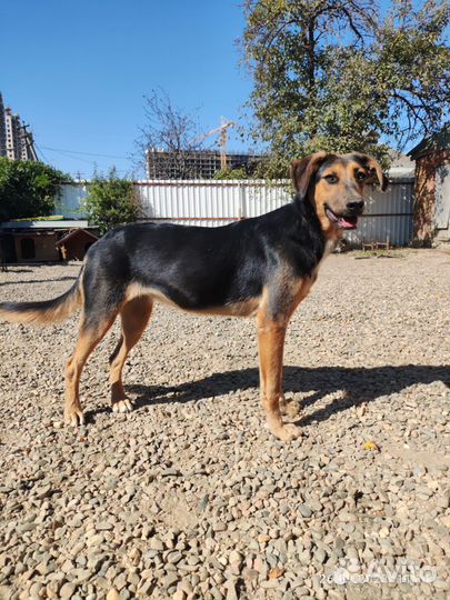 Собака в добрые руки