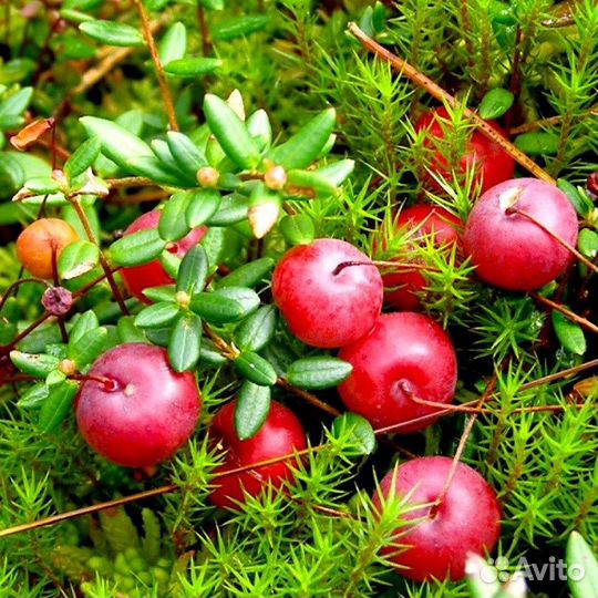 Клюква болотная, семена