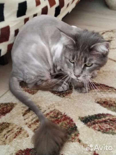 Стрижка кошек (выезд)