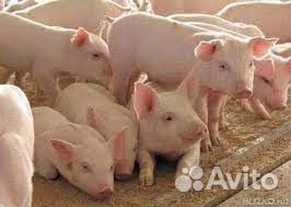 Поросенок ландрас, крупная белая
