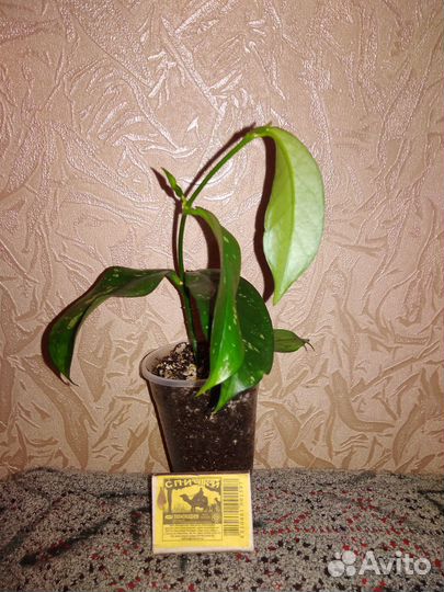 Хойя Лакуноза перангин, и другие хойи