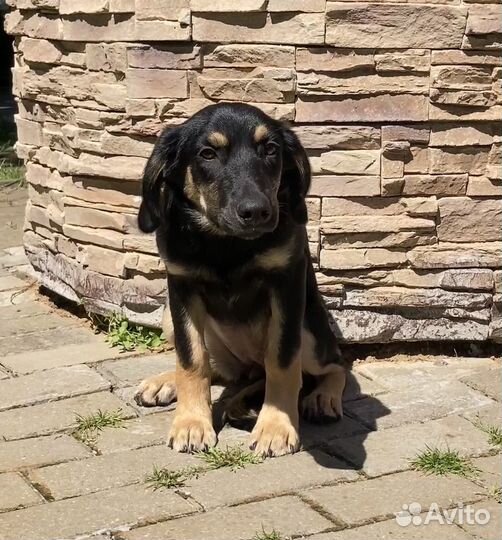 Метис таксы ищет дом