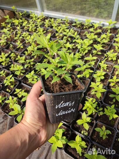 Гортензия Литл Лайм (Little Lime)